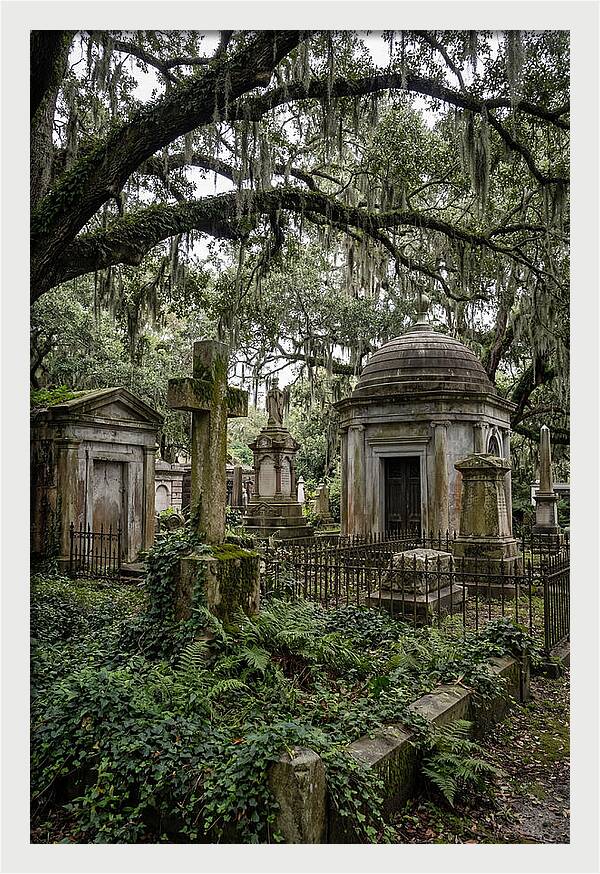 Bonaventure Cemetery Serenity