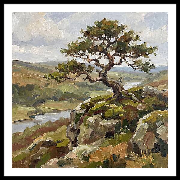 Bonsai On The Cliffside