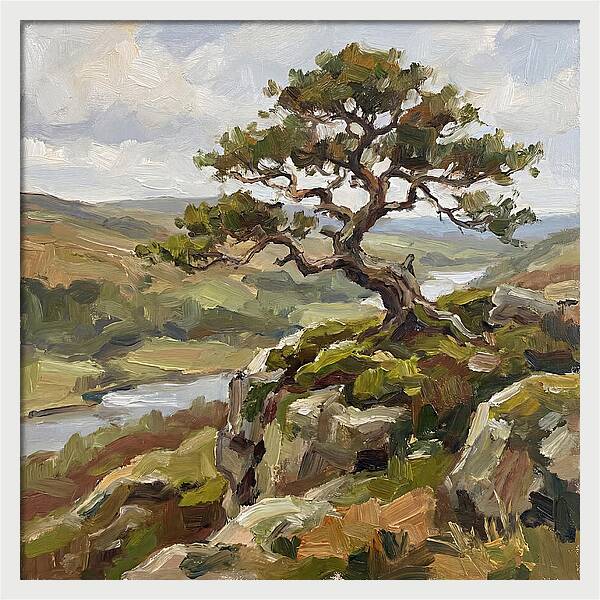 Bonsai On The Cliffside