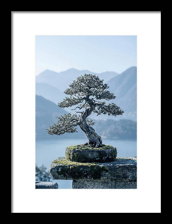 Bonsai Serenity Amidst Nature
