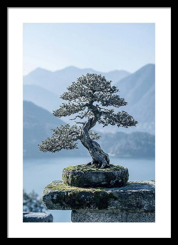 Bonsai Serenity Amidst Nature