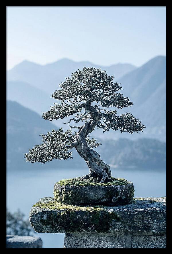 Bonsai Serenity Amidst Nature