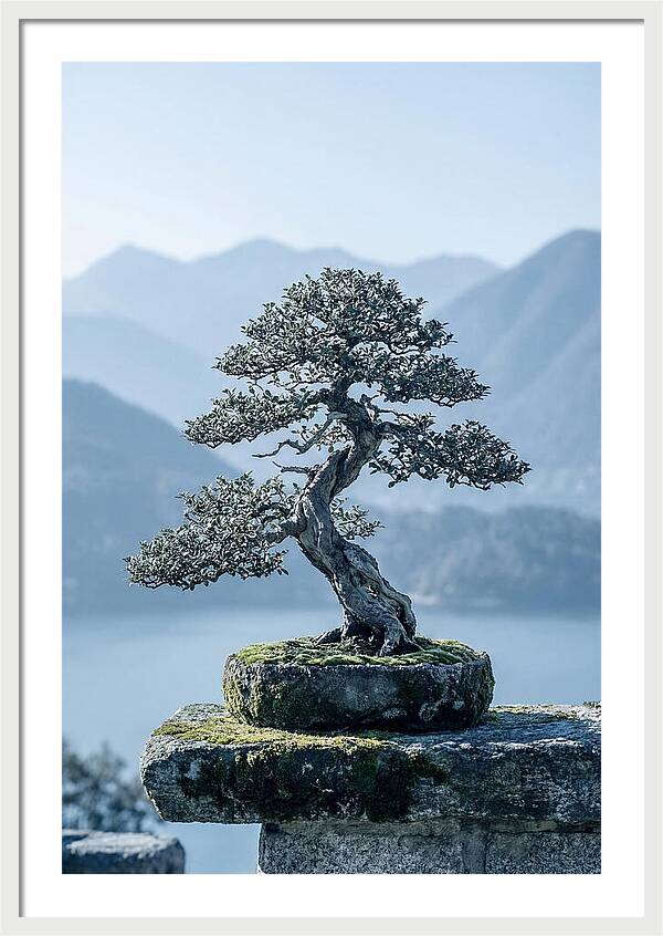 Bonsai Serenity Amidst Nature