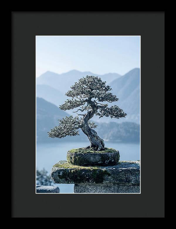 Bonsai Serenity Amidst Nature