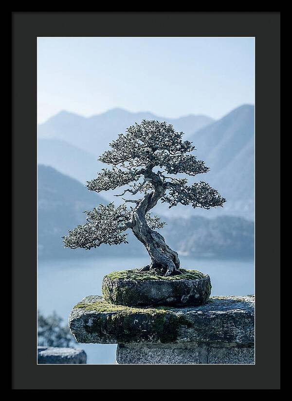 Bonsai Serenity Amidst Nature