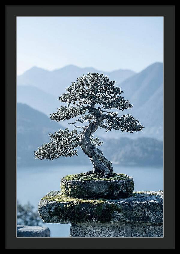 Bonsai Serenity Amidst Nature