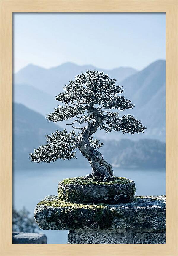 Bonsai Serenity Amidst Nature
