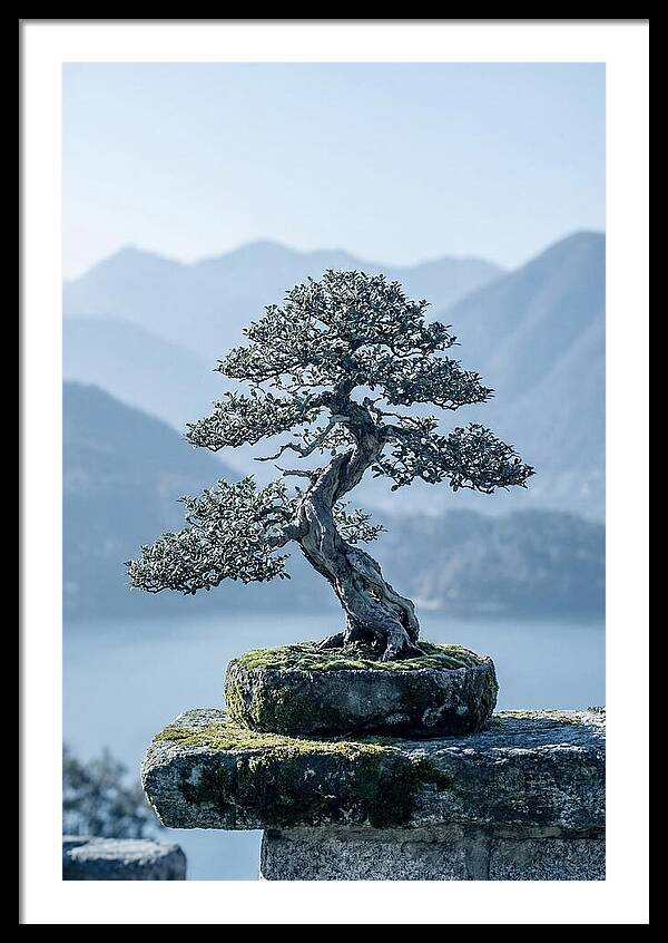 Bonsai Art