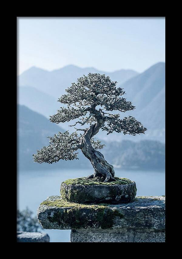 Bonsai Serenity Amidst Nature