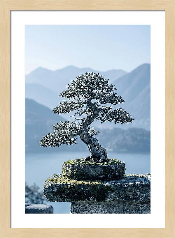 Bonsai Serenity Amidst Nature
