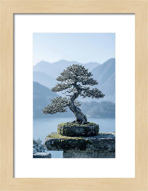 Bonsai Serenity Amidst Nature