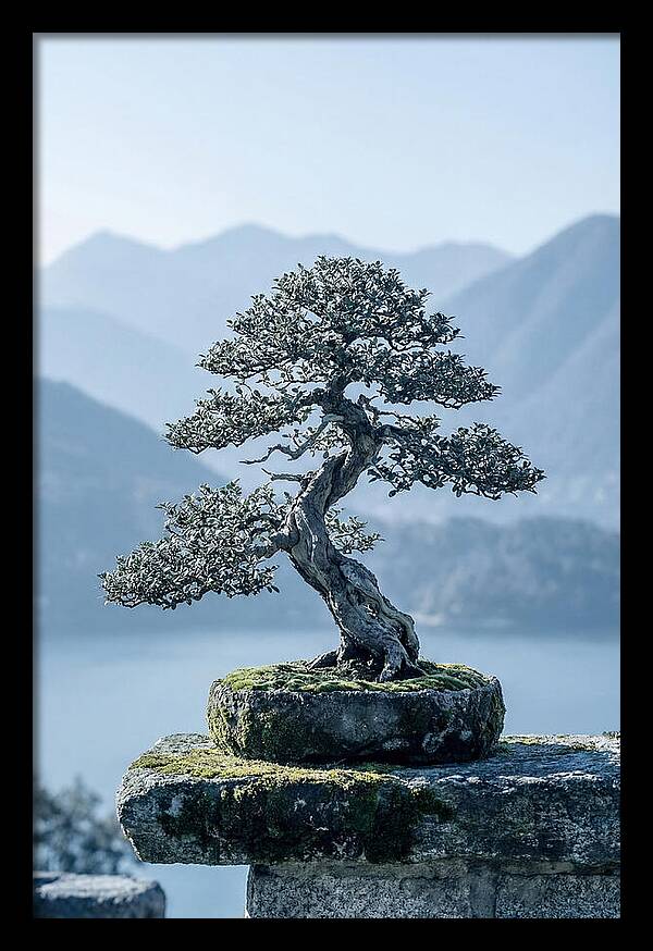 Bonsai Serenity Amidst Nature