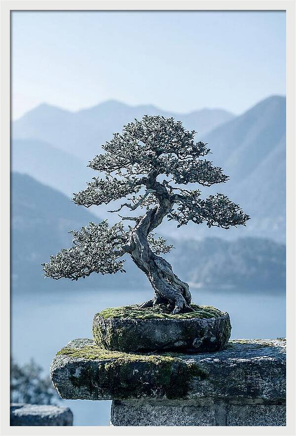 Bonsai Serenity Amidst Nature
