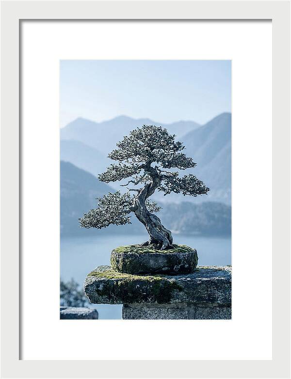Bonsai Serenity Amidst Nature