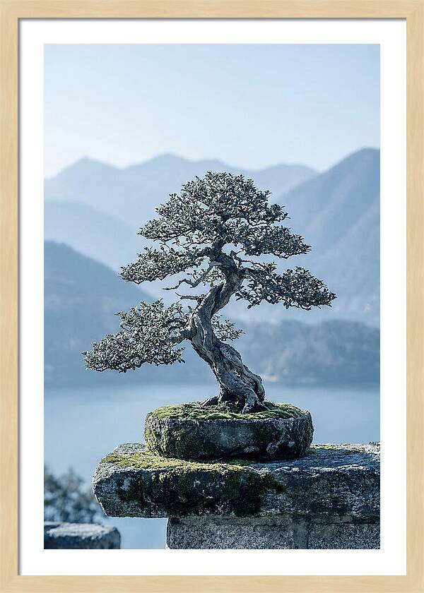 Bonsai Serenity Amidst Nature