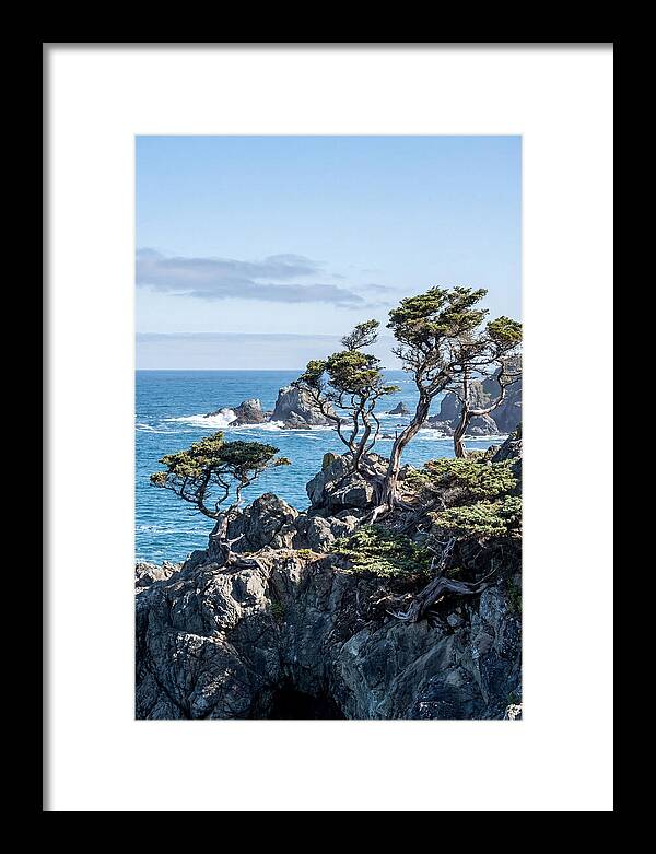 Bonsailike Trees Against Ocean Waves