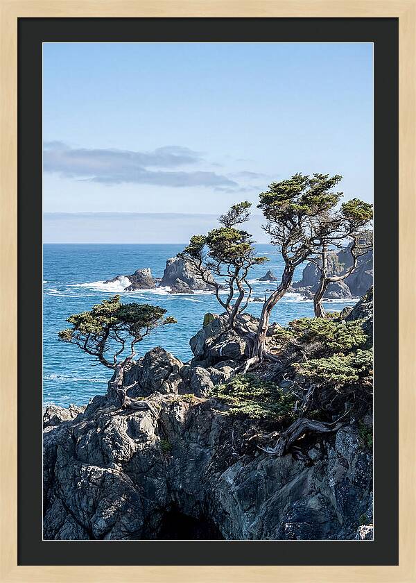 Bonsailike Trees Against Ocean Waves