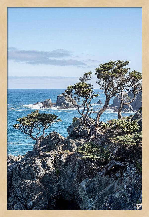 Bonsailike Trees Against Ocean Waves
