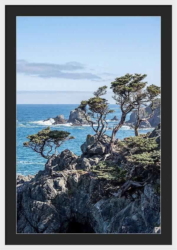 Bonsailike Trees Against Ocean Waves