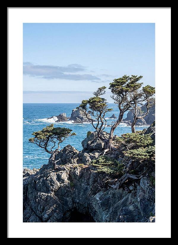 Bonsailike Trees Against Ocean Waves