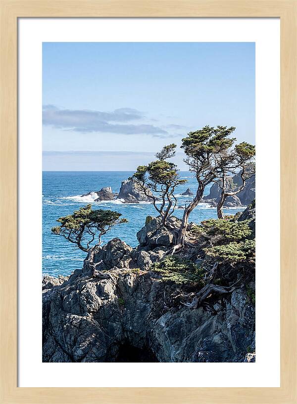Bonsailike Trees Against Ocean Waves