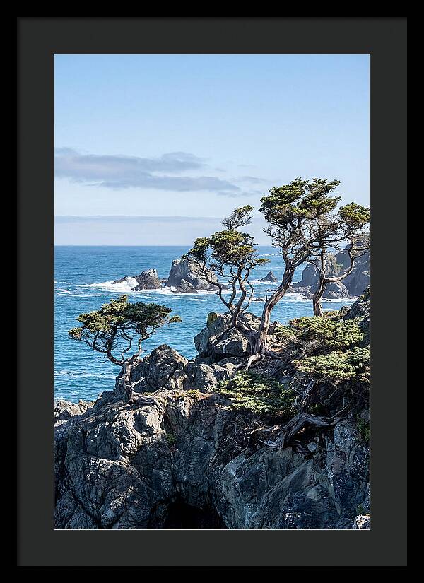 Bonsailike Trees Against Ocean Waves