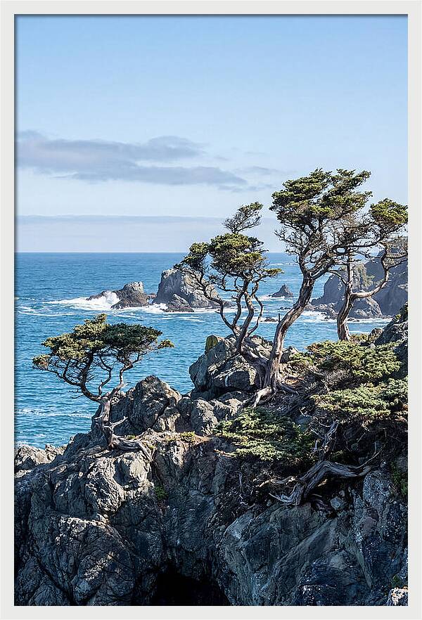 Bonsailike Trees Against Ocean Waves