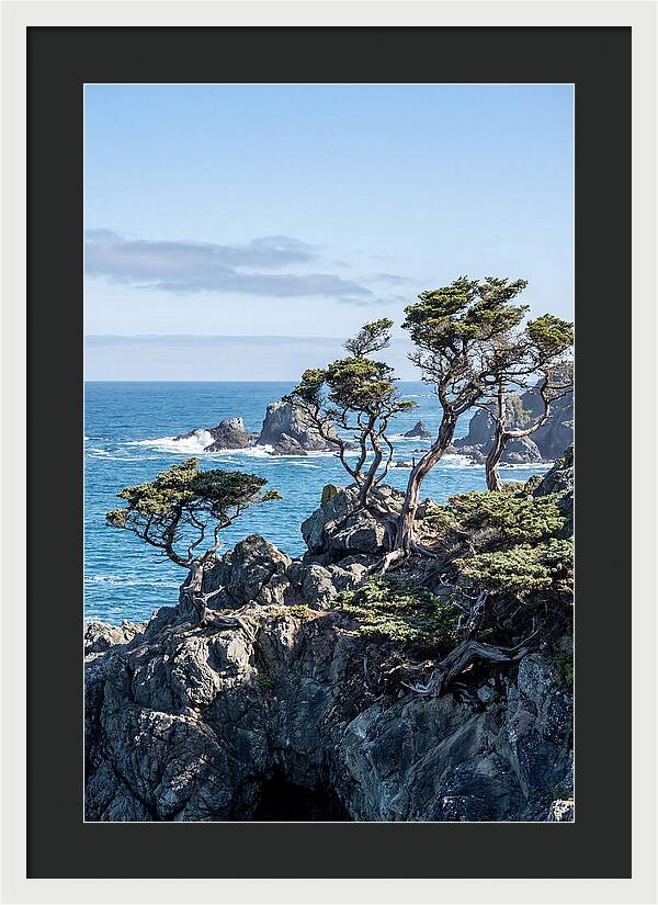 Bonsailike Trees Against Ocean Waves