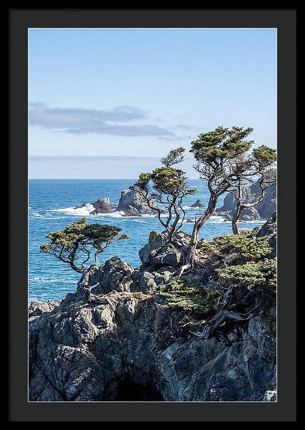 Bonsailike Trees Against Ocean Waves