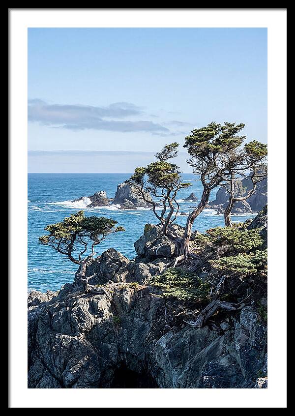 Bonsailike Trees Against Ocean Waves
