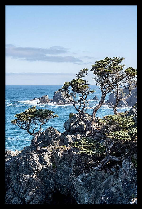 Bonsailike Trees Against Ocean Waves