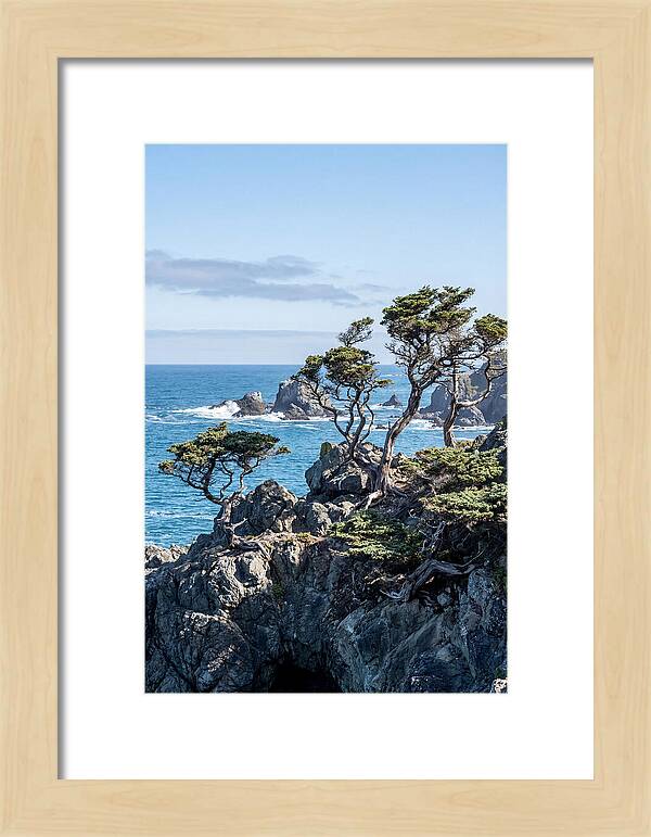 Bonsailike Trees Against Ocean Waves