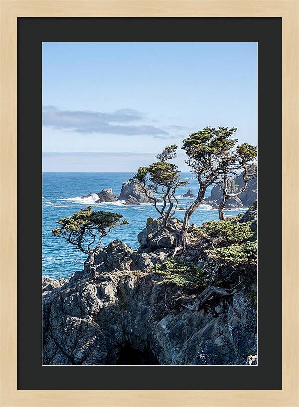 Bonsailike Trees Against Ocean Waves