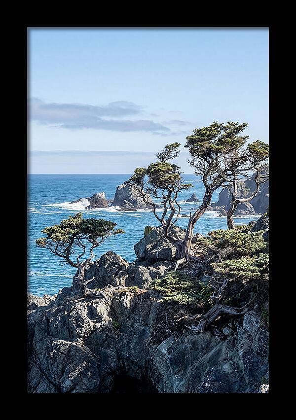 Bonsailike Trees Against Ocean Waves