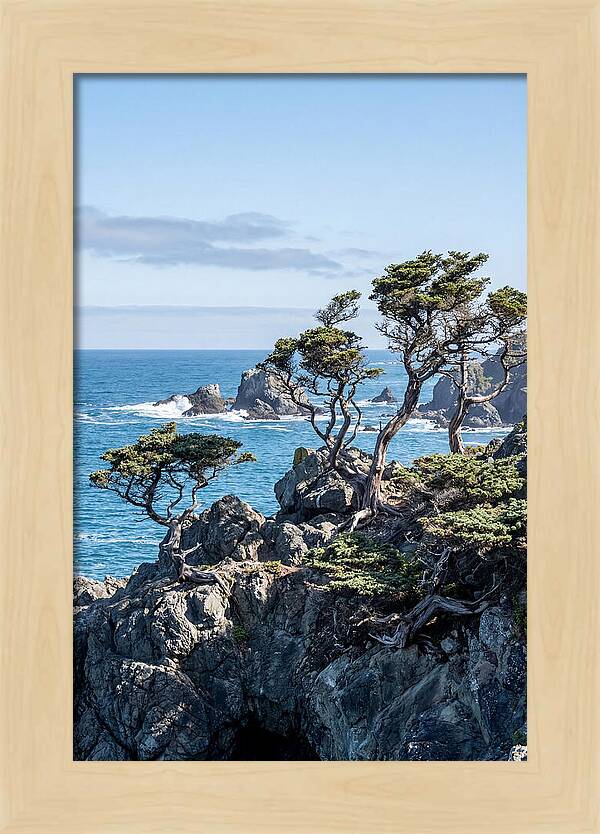 Bonsailike Trees Against Ocean Waves