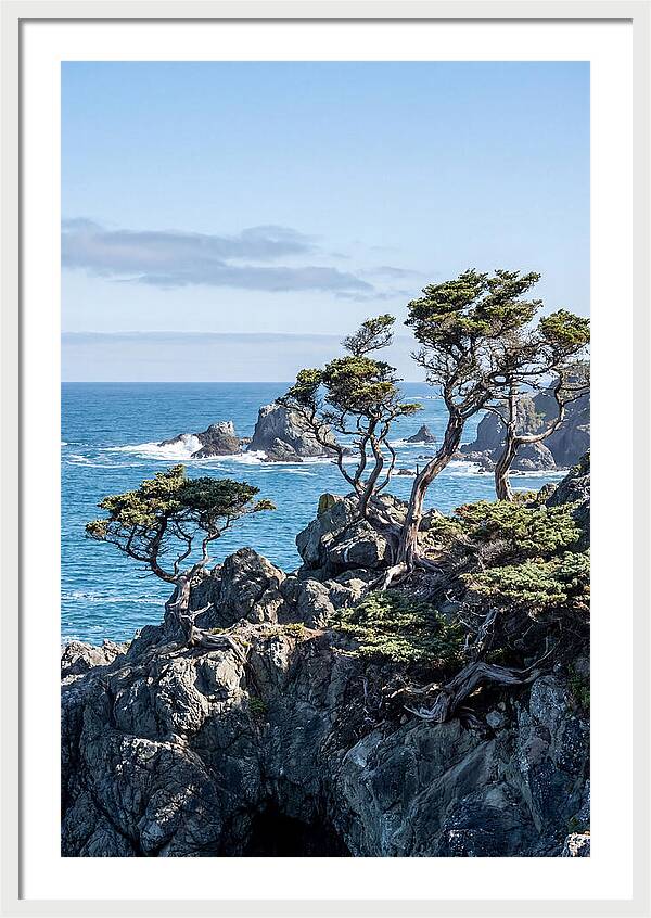 Bonsailike Trees Against Ocean Waves
