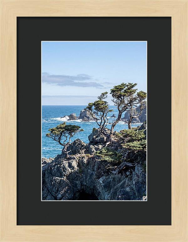Bonsailike Trees Against Ocean Waves