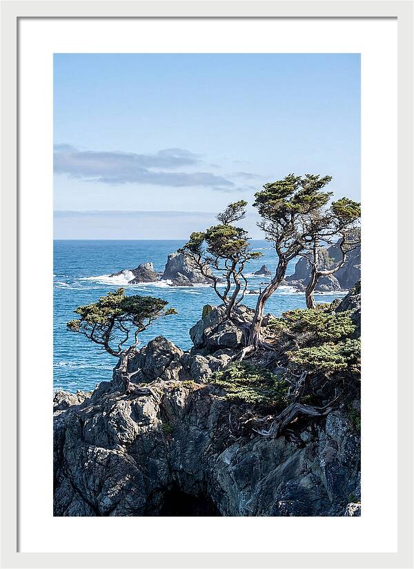 Bonsailike Trees Against Ocean Waves