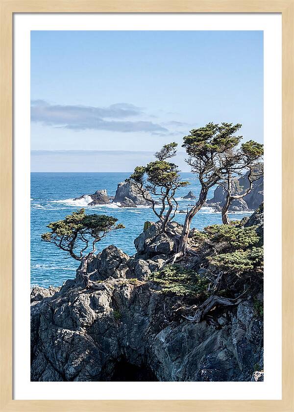 Bonsailike Trees Against Ocean Waves
