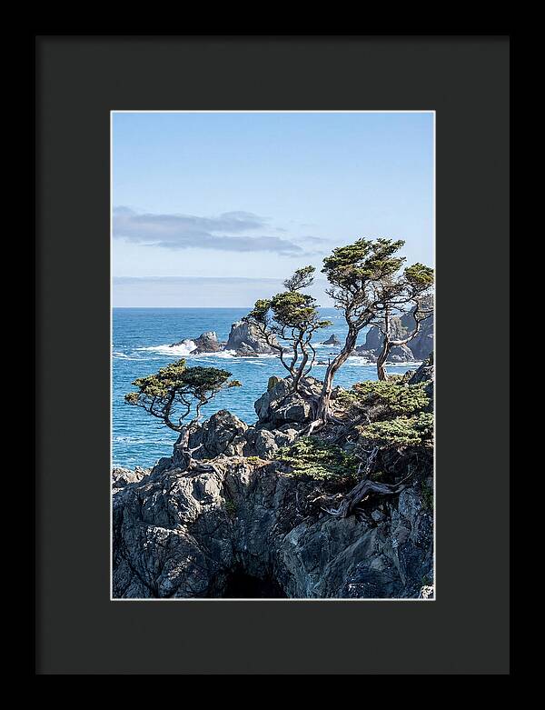 Bonsailike Trees Against Ocean Waves