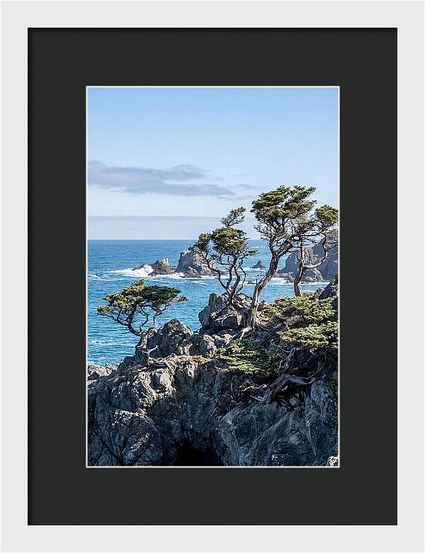 Bonsailike Trees Against Ocean Waves