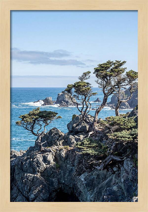 Bonsailike Trees Against Ocean Waves