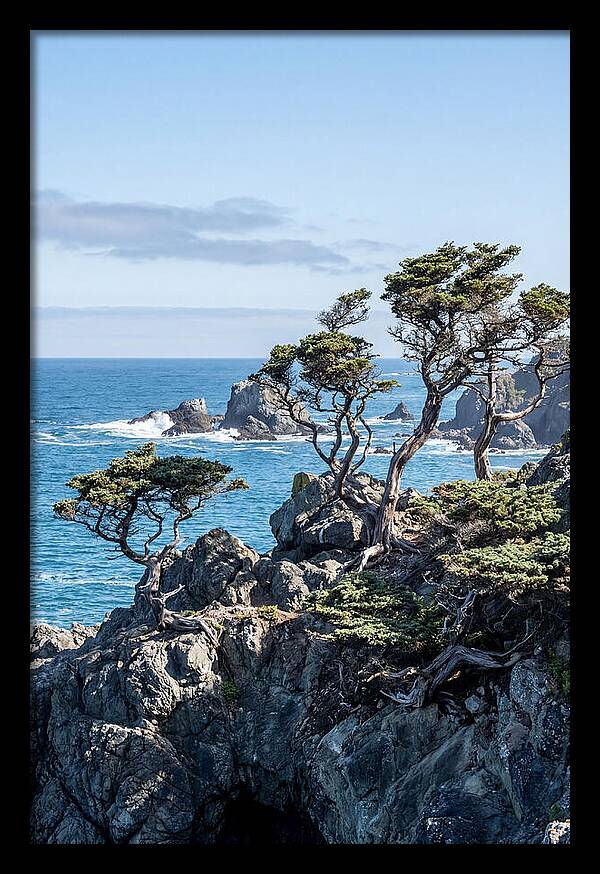 Bonsailike Trees Against Ocean Waves
