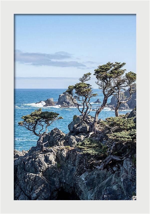 Bonsailike Trees Against Ocean Waves
