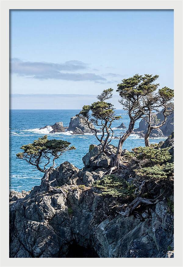 Bonsailike Trees Against Ocean Waves