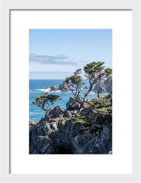 Bonsailike Trees Against Ocean Waves