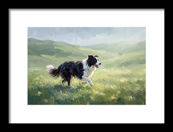 Border Collie In A Meadow