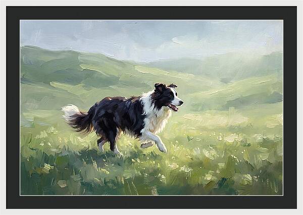 Border Collie In A Meadow