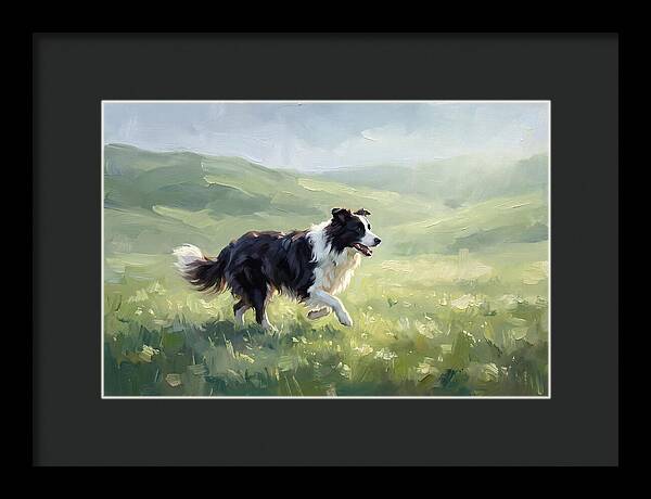 Border Collie In A Meadow