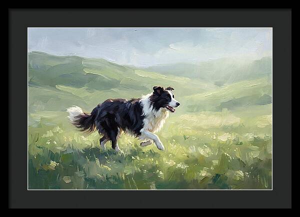 Border Collie In A Meadow
